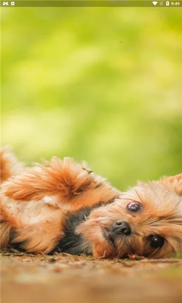 С����������׿���ֻ���