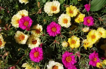 ������ѡ