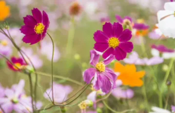 ������ѡ