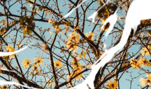 īƬ2026���°汾