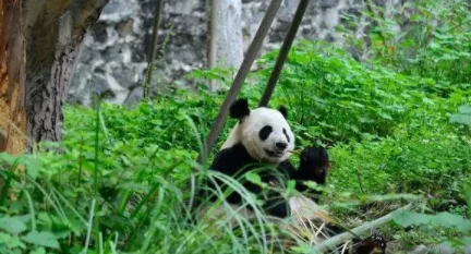 都江堰发布 都江堰发布