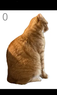 ��è��ë(����������ë)v1.0 �ֻ����ͼ