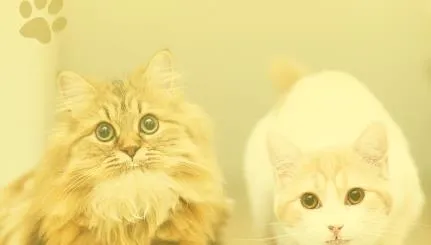 猫语翻译官2026官方最新版本 猫语翻译官2026官方最新版本