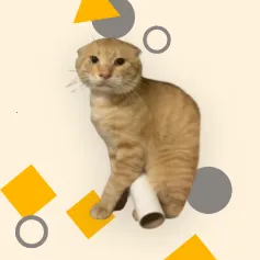 ������ģ����v1.0 ��׿��